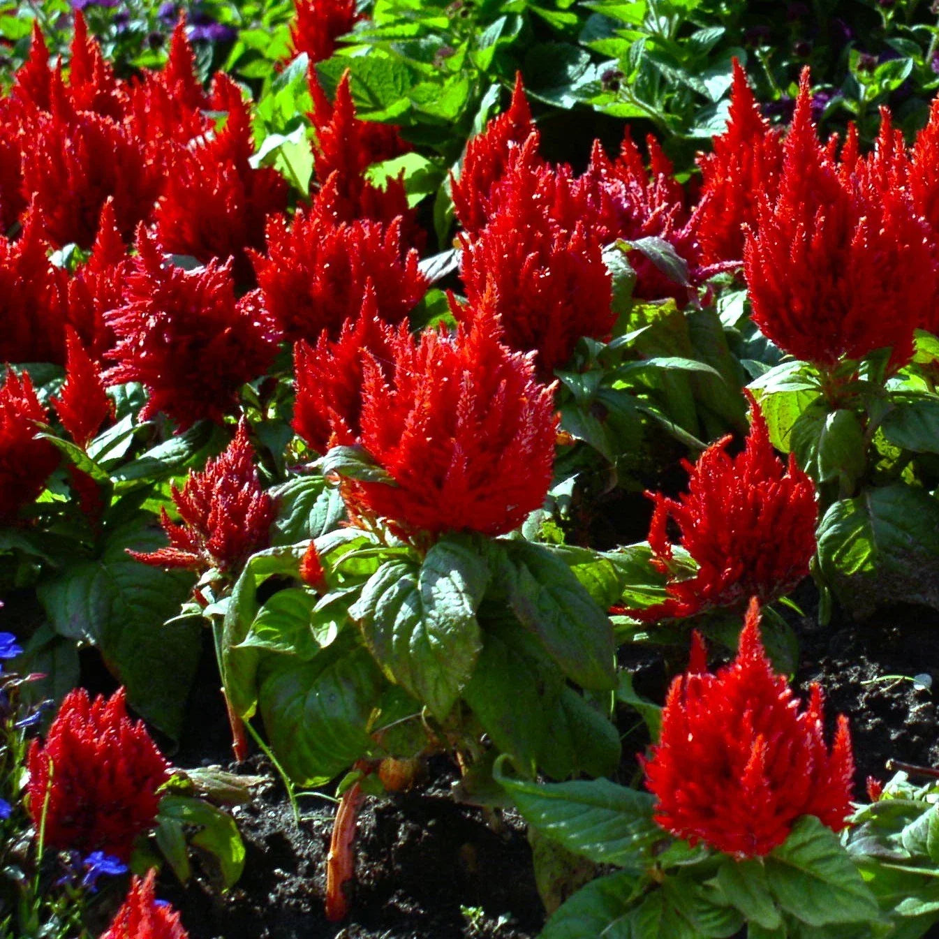 Celosia Seeds - Forest Fire Variety, Dark Red Feather, Plumosa, Celosia argentea var. plumosa, Annual Flower, Vibrant Scarlet Blooms
