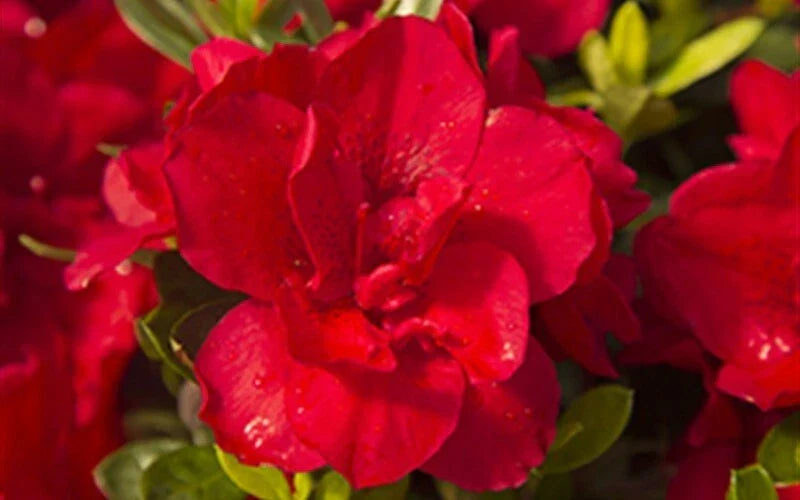 Encore Autumn Bonfire Azalea Starter Plant - Blood Red Deciduous Shrub Rhododendron 'Autumn Bonfire'