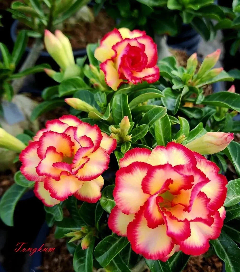 Desert Rose Seedling - Small 4-6 Inch Adenium Obesum Plant - Rooted Pink to Red Flowers, Drought Tolerant, Indoor & Outdoor Gardening