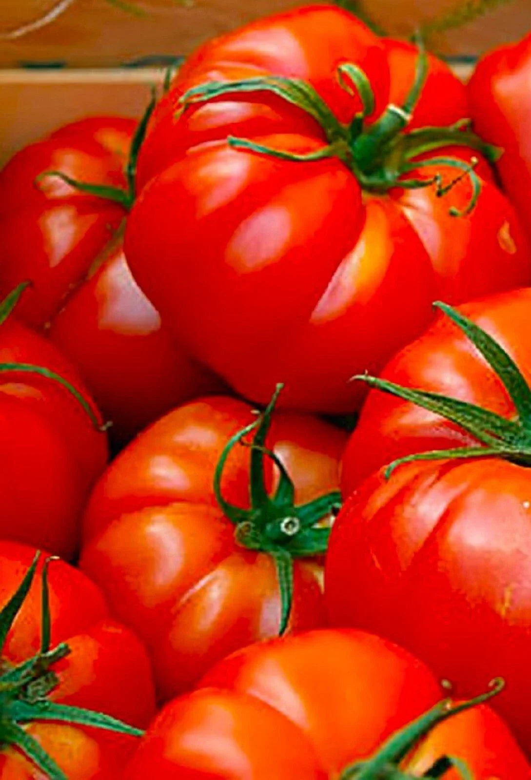 Red Beefsteak Tomato Seeds - Non-GMO Heirloom Solanum lycopersicum, 50+ Premium Seeds for Home Garden & Container Planting