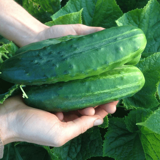 Organic Heirloom Spacemaster 80 Cucumber Seeds | Non-GMO, Compact, Cucumis sativus, Vegetable Gardening, Pack of 25+