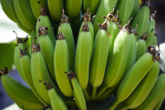 Organic Banana Plant Bare Root Starter – Gran Nain Musa Tropical Fruit Tree for Home Garden, Fast-Growing Edible Plant