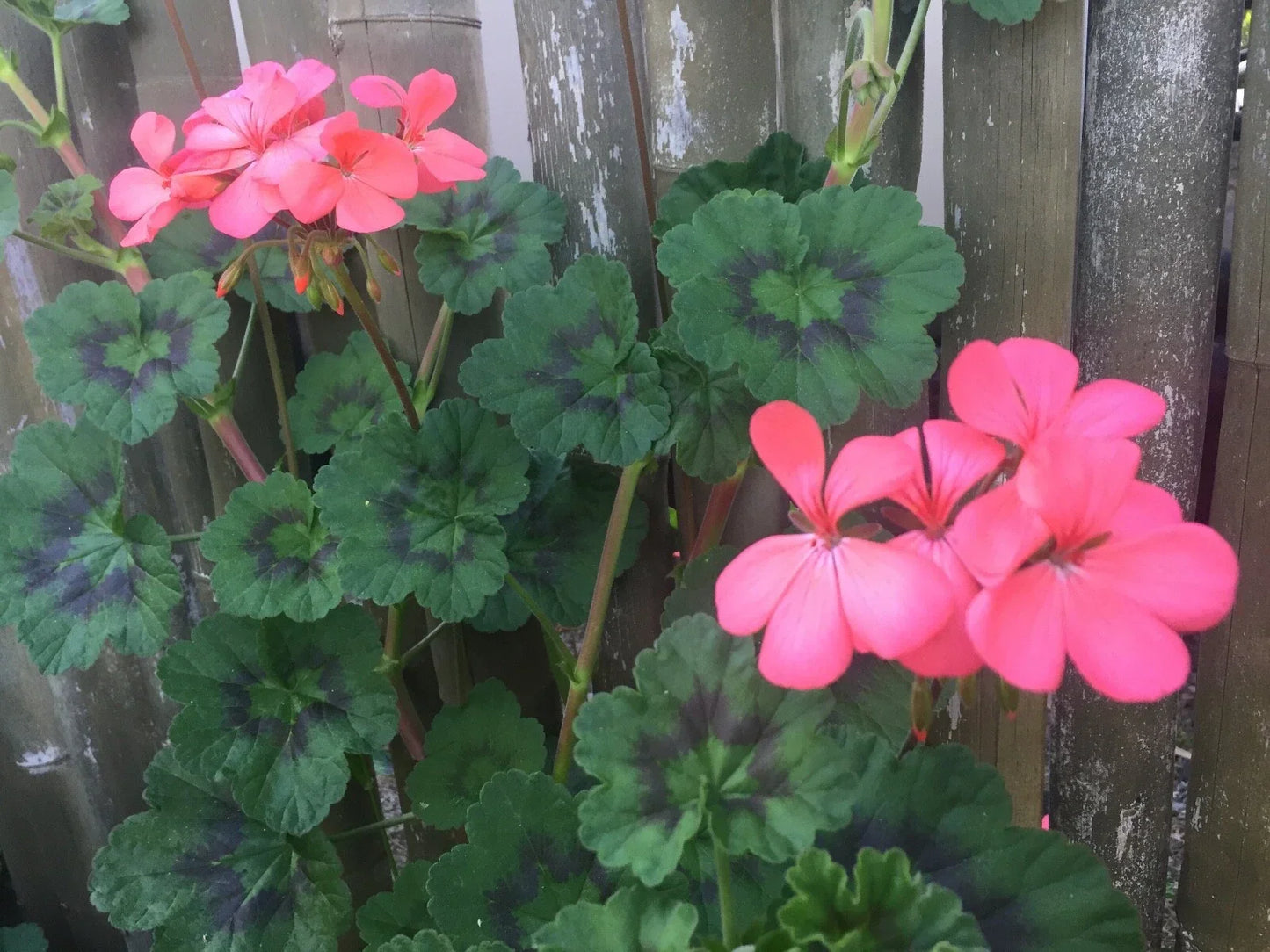 4 Fresh 6-Inch Zonal Geranium Cuttings – Pelargonium hortorum Orange-Pink Live Unrooted Stems for Garden Beds, Containers & Baskets