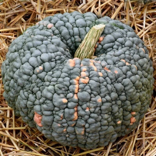 Organic Sugarcup Winter Squash Seeds - Cucurbita maxima, Non-GMO, USA Grown, 10 Pack for Baking, Roasting & Soup