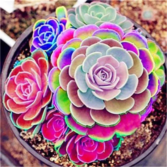 Lotus Lithops Succulent Seeds Mix - 100PCs, Colorful Varieties, Easy to Grow, Indoor Garden, Drought Tolerant, Lithops spp.