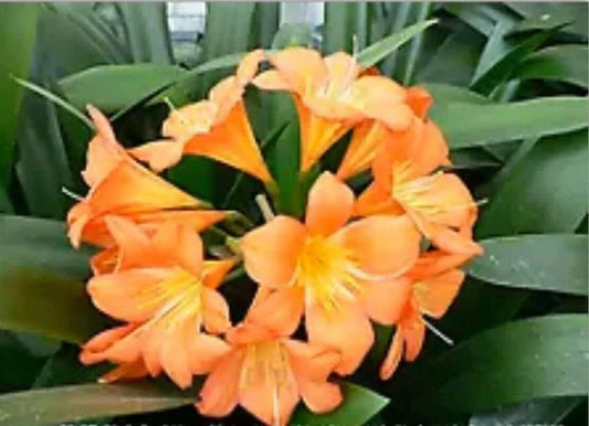 Large Orange Clivia Plant - Bare Root Clivia miniata Indoor Tropical Houseplant for Bright Color and Easy Care