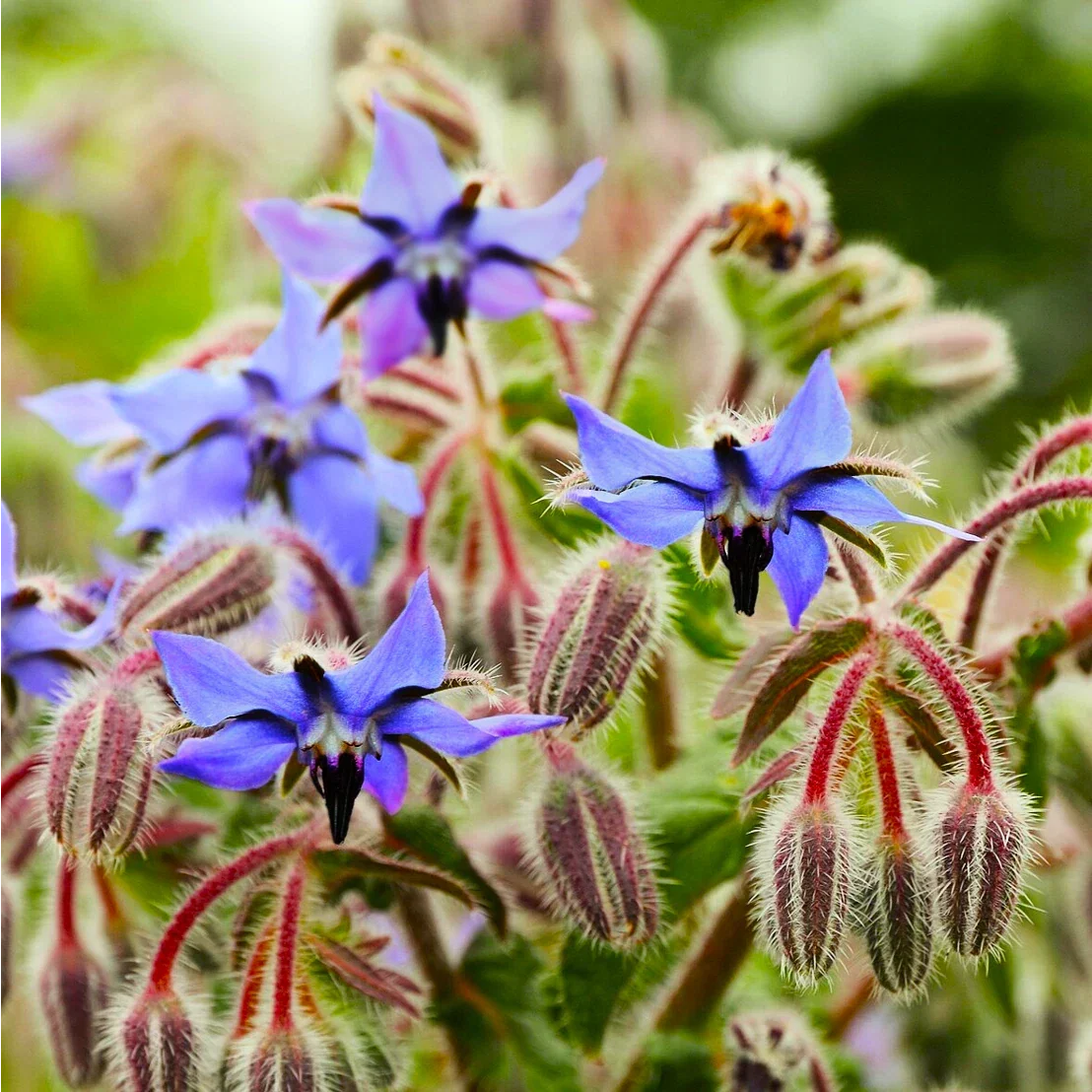 Borage Seeds - Starflower Blue Purple Flowers - Borago officinalis for 2025 Garden Planting, Edible Herb, Pollinator Attractant