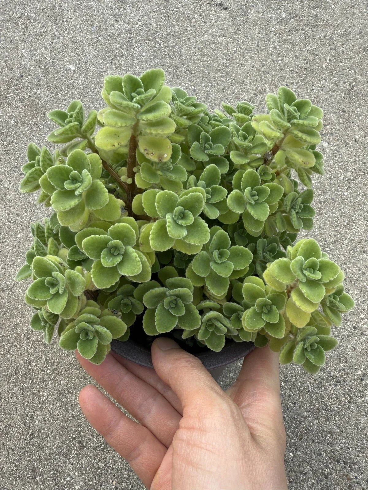 Vicks Plant Cutting - 2-inch Plectranthus Tomentosa Herb for Aromatherapy and Home Gardening