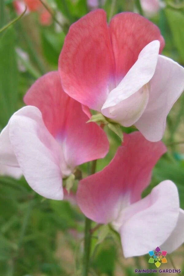 Painted Lady Sweet Pea Seeds - 50+ Pack, Fragrant Annual Climbing Vine, Lathyrus odoratus, Garden Planting, USA