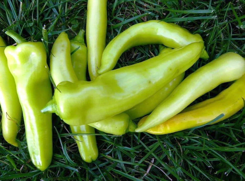 Sweet Banana Pepper Seeds - 100+ Count - Capsicum annuum - Non-GMO Heirloom Vegetable Seeds for Garden Planting