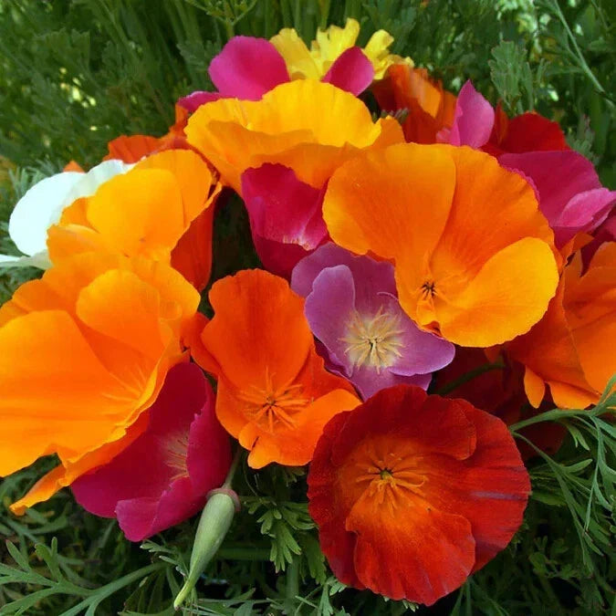 California Dreaming Mix Poppy Seeds - Pack of 200+ Wildflower Seeds for Garden, Vibrant Eschscholzia californica, Attracts Pollinators