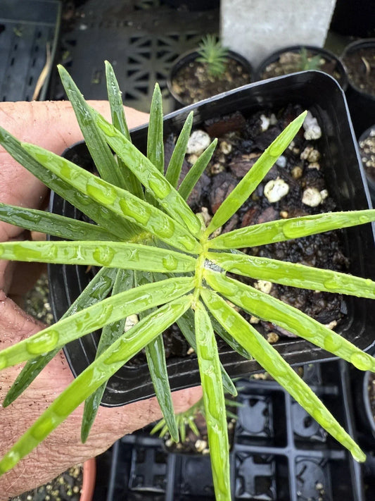 Microcycas calacoma Holy Grail Cycad Plant - Rare Indoor Tropical Potted Plant for Collectors