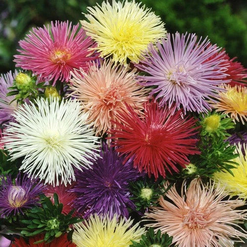 Nova Mix Aster Seeds - 50 Flower Seeds, Colorful Asters, Aster dumosus, Perennial Garden Seeds for Borders, Cut Flowers & Pollinator Attracting