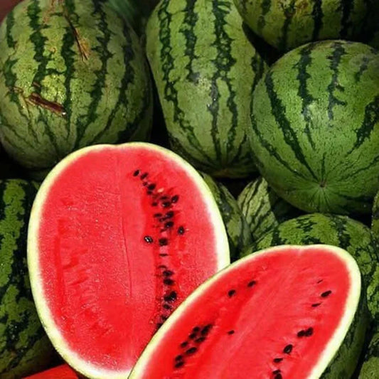 Organic Sweet Watermelon Seeds - 50 Pack Citrullus lanatus, Heirloom, Non-GMO, USA Grown, Free Shipping