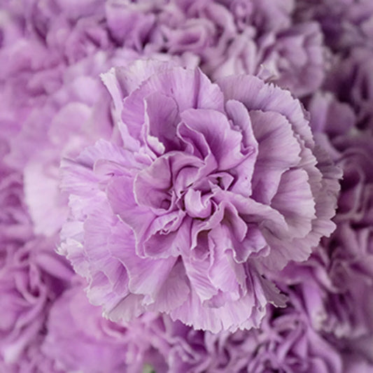 Lavender Carnation Seeds - Perennial Dianthus Flower Seeds for Garden, Borders, Containers, 100 Pack
