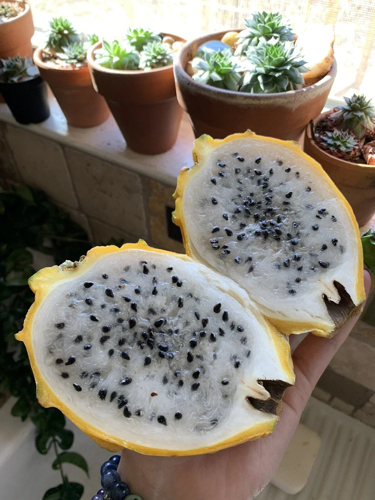 Yellow Dragon Fruit Seeds - 100 Pack, Hylocereus megalanthus, Exotic Tropical Fruit Seeds for Gardening, Golden Pitaya, Easy to Grow
