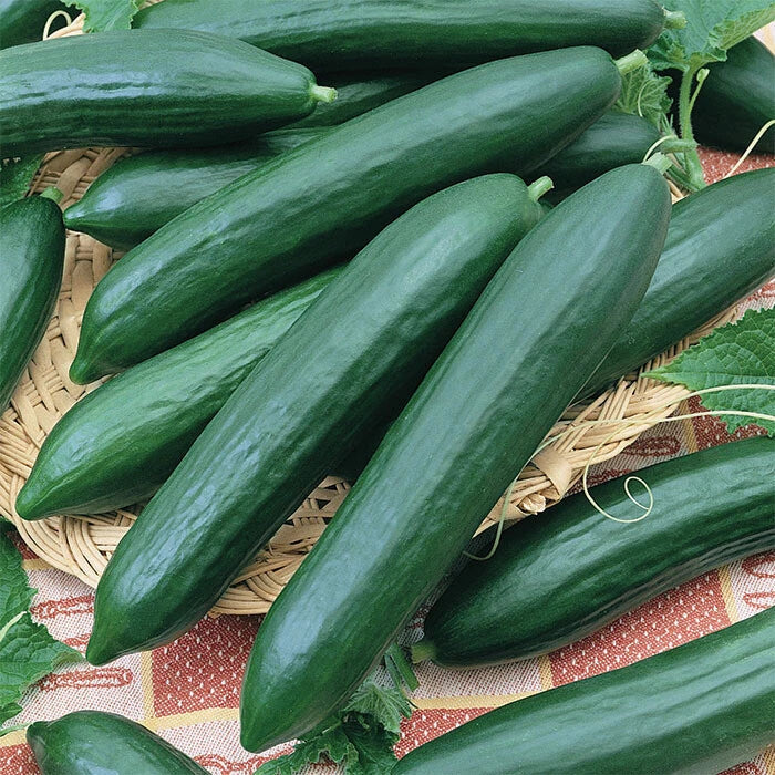 Tendergreen Burpless Cucumber Seeds | Slicing & Pickling Variety | Cucumis sativus | Annual Vining Plant
