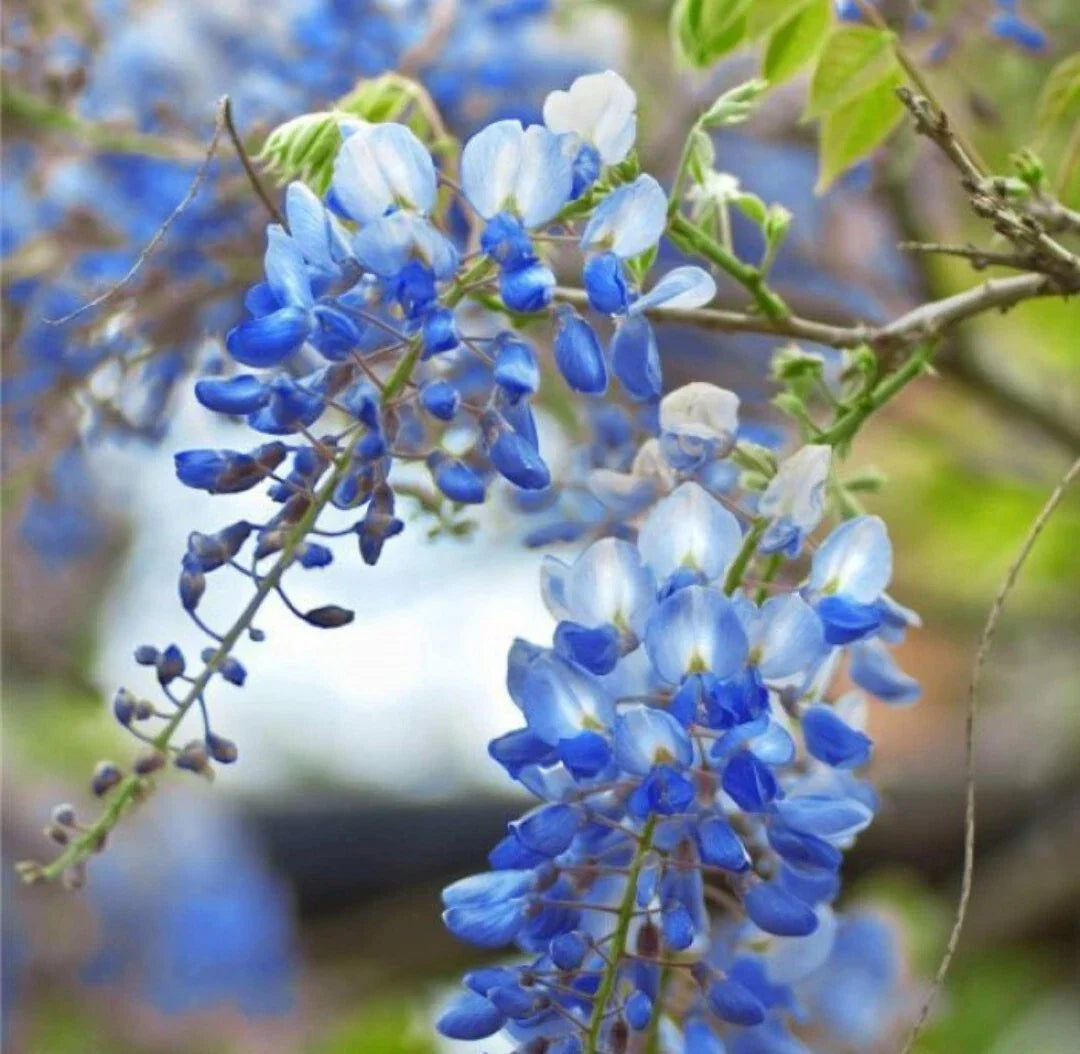 Wisteria Blue Moon Unrooted Cuttings – 6-8 Inches, Fresh Vine Propagation, Wisteria sinensis, Blue Flowering Climber for Garden