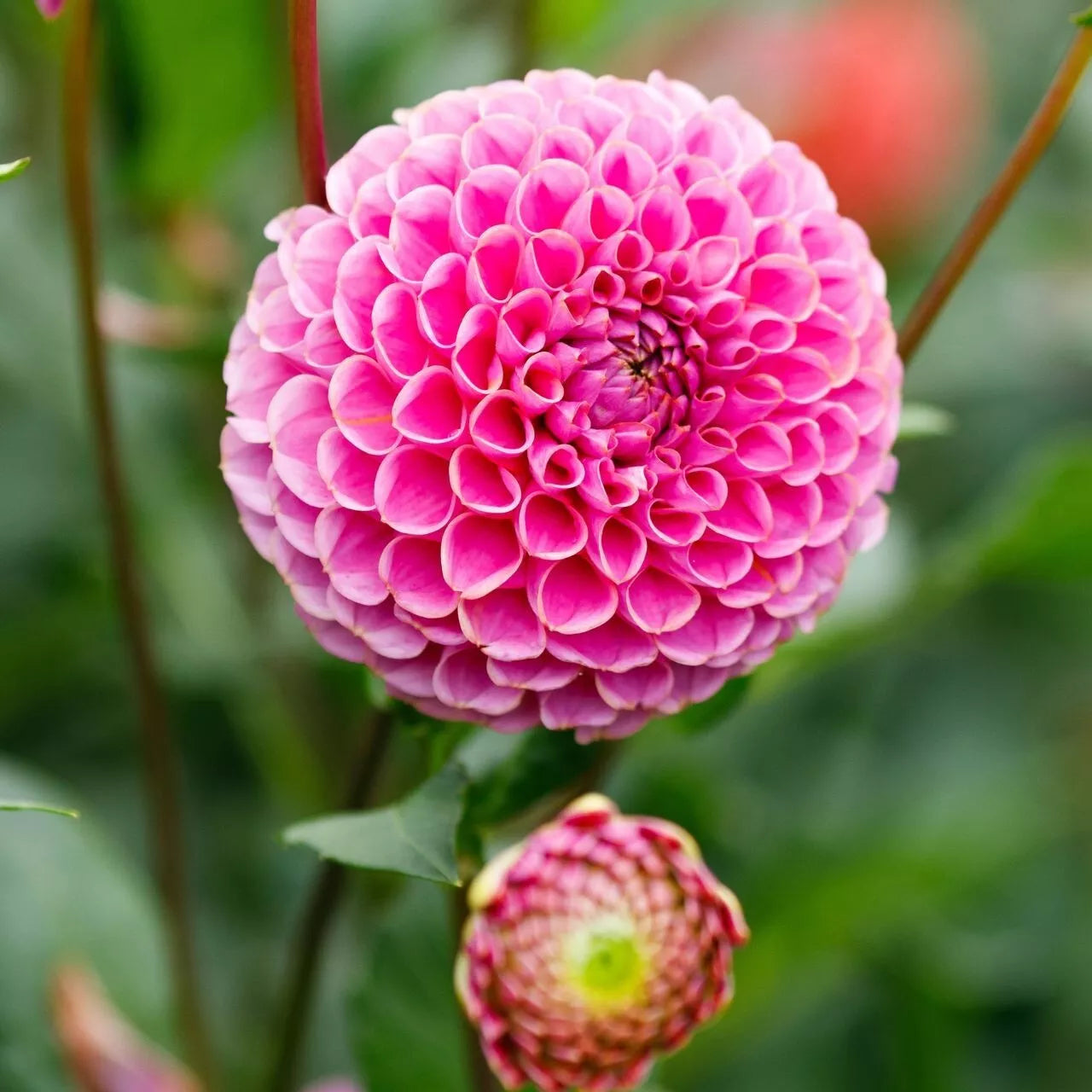 25 Dahlia Seeds Franz Kafka Perennial Flower Seeds for Vibrant Blooms - Dahlia pinnata Garden Planting