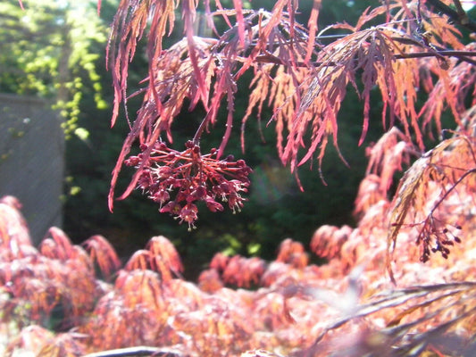 Japanese Maple Cuttings 4+4 Weeping Garnet Acer palmatum 'Garnet' for Rooting and Grafting