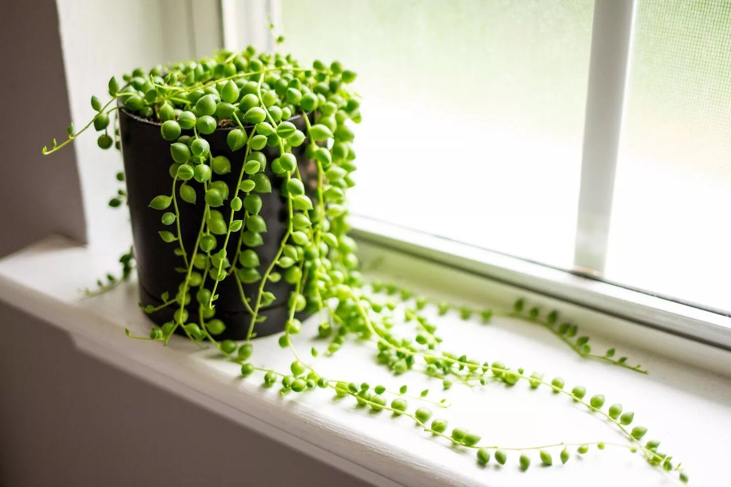 String of Pearls Cuttings 3-4 Inch Senecio rowleyanus Succulent Propagation for Rooting