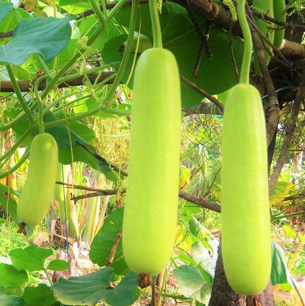 Calabash Bottle Gourd Seeds - 10+ Pack - Long Lauki Dudhi - Cucurbita maxima - Climbing Vine for Garden, Patio & Container Planting
