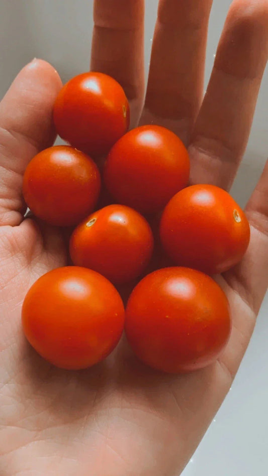 Large Cherry Tomato Seeds – 25 Non-GMO Organic Solanum lycopersicum for Home Gardening, Container & In-Ground Planting