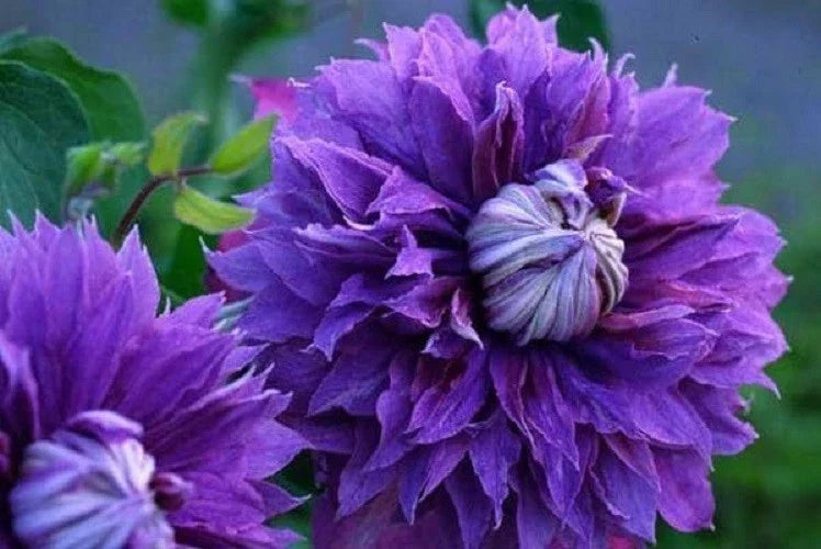 25 Double Purple Clematis Seeds | Perennial Climbing Flower Seeds | Clematis 'Duchess of Edinburgh'