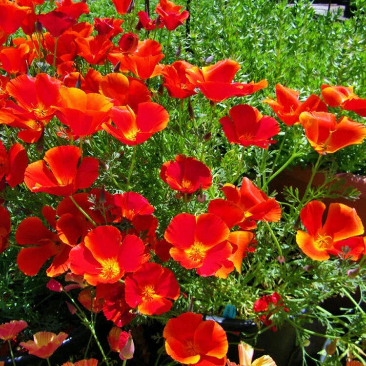 California Poppy Seeds - Red Chief Variety - Non-GMO Flower Seeds - Eschscholzia californica - Vibrant Red Blooms