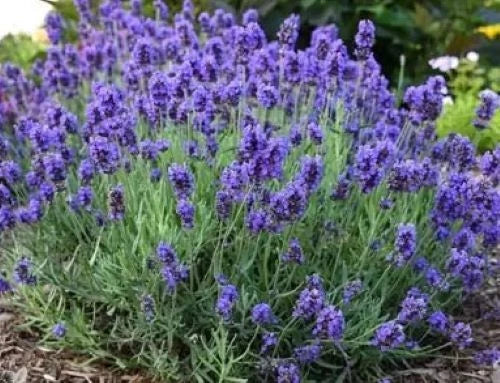 Vera Lavender Seeds - 200+ Pack, English Lavender Herb, Aromatic Purple Blooms, Perennial, Lavandula angustifolia, Drought-Tolerant