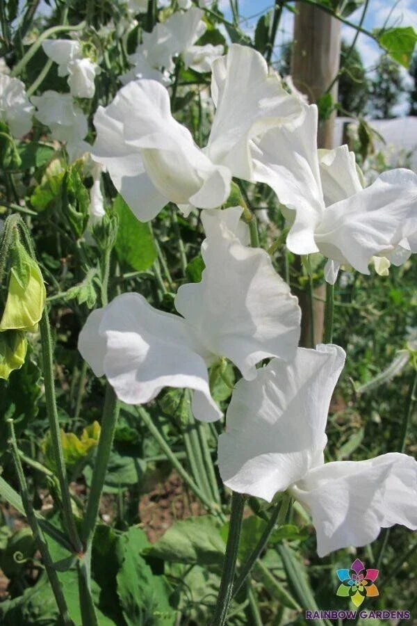 Royal Wedding Sweet Pea Seeds - Pack of 50+ Lathyrus odoratus Heirloom Climbing Flowers for Garden, Fragrant, White with Purple Edges