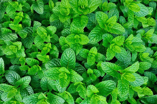 Organic Mojito Mint Plants - Mentha Villosa "Mojito" - Fresh Culinary Herb, Aromatic Mint for Gardening and Cocktails - 6 Pack