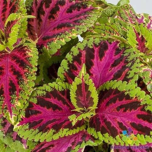 Coleus Seeds - Pack of 25+ Rainbow Color Pride - Solenostemon scutellarioides - Vibrant Garden Plant for Borders & Containers
