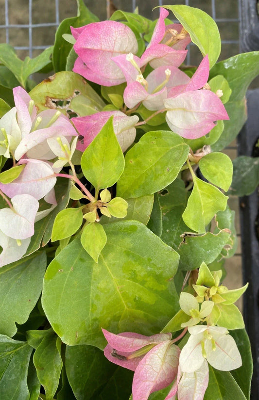 Live Bougainvillea Starter Plant - Yani's Delight - Well Rooted Bougainvillea glabra for Garden, Patio & Outdoor Spaces