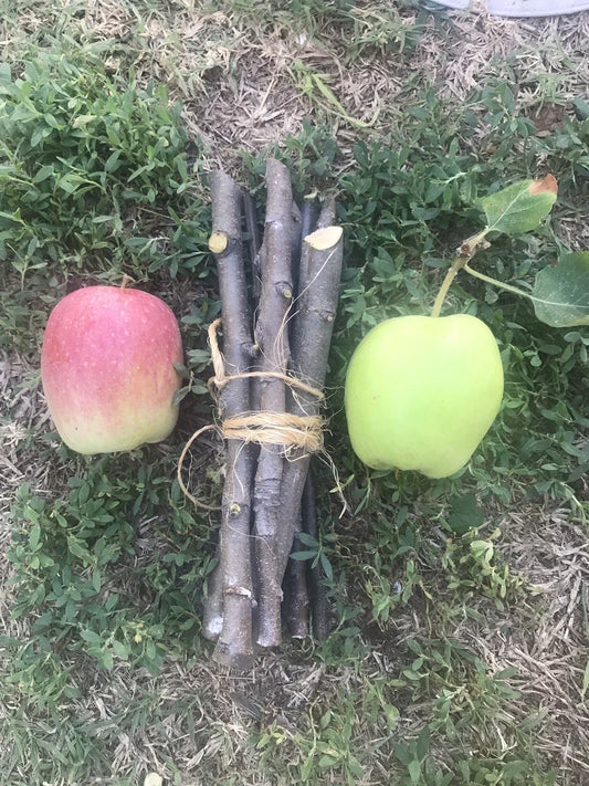 Organic Apple Tree Cuttings – 5 Fresh Malus domestica Branches for Gardening and Orchard Growth