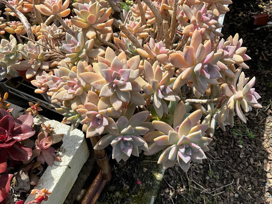 Graptopetalum Paraguayense Ghost Plant Succulent Cuttings – 3 Healthy Propagation Clippings for Garden, Indoor, or Terrarium