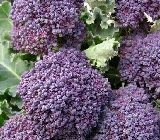 Purple Broccoli Seeds 500+ Early Sprouting Brassica oleracea var. italica Vegetable for Garden, Full Sun, Bountiful Harvest