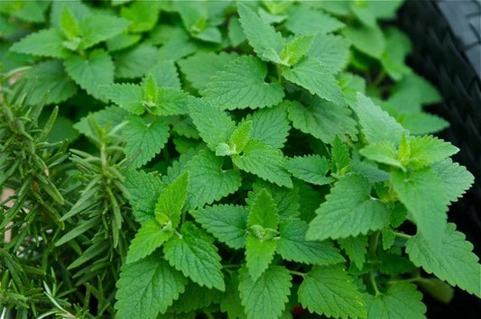 Organic Catnip Seeds - 500+ Nepeta cataria Herb Seeds for Cats, Indoor & Outdoor Gardening