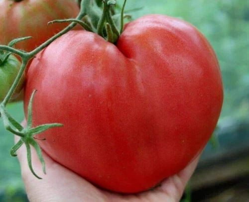 Anna Russian Tomato Seeds - Organic Heirloom Non-GMO, Rare Solanum lycopersicum, Full Sun, Home Garden, Container Planting, 10+ Seeds
