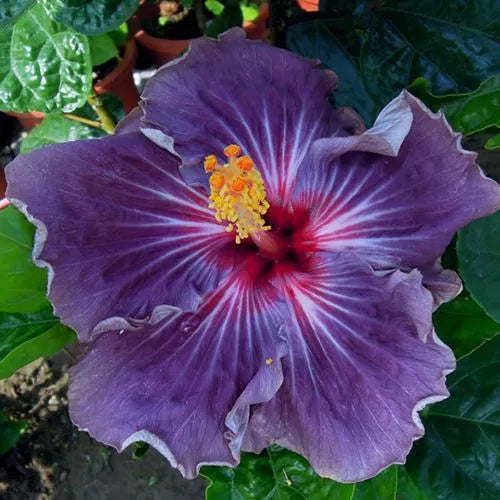 Purple Hibiscus Seeds – 20 Perennial Flower Seeds Hibiscus sabdariffa for Bright Garden Borders & Containers