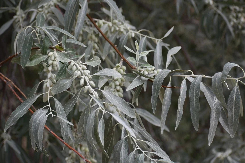 Russian Olive Tree Seeds - Elaeagnus angustifolia, Drought Tolerant, Fragrant Foliage, Wildlife Attracting, Privacy Screen, 50 Seeds
