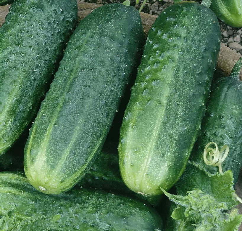 Carolina Cucumber Seeds 50+ Pack, Cucumis sativus, Culinary & Pickling Vegetables, Vining, Full Sun, Easy to Grow