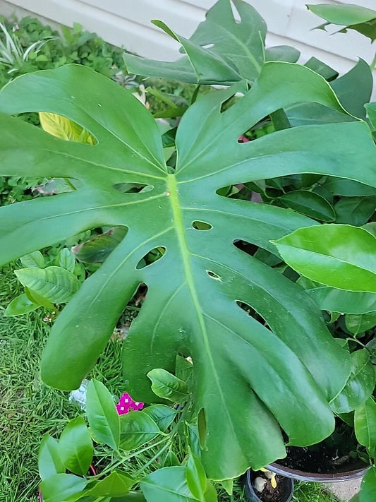 Monstera Deliciosa Live Plant in 4-Inch Pot, Swiss Cheese Indoor Houseplant, Evergreen Tropical Foliage