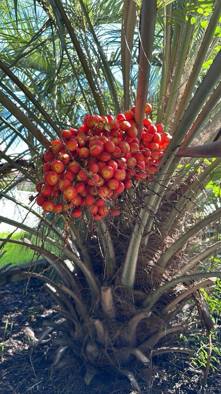 Pindo Palm Saplings 6-12in Jelly Palm Butia capitata Live Plant for Landscaping & Gardening