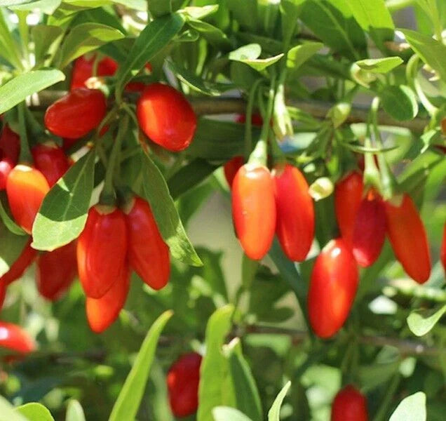 Goji Berry Seeds 100 Pack Organic Lycium barbarum Heirloom Chinese Wolfberry for Garden or Container Cultivation