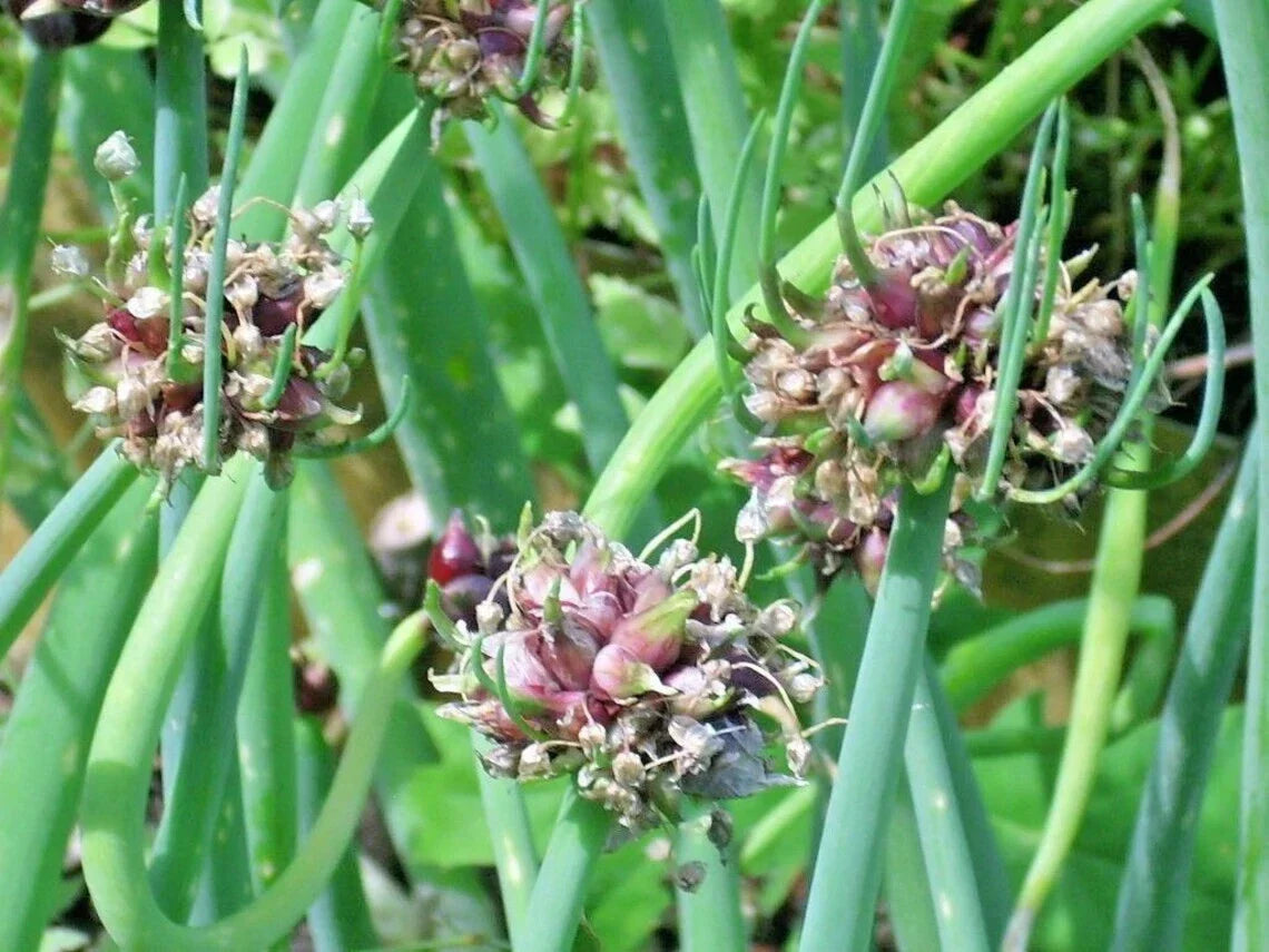 Egyptian Walking Onion Live Starter Plant - Perennial Vegetable - Allium x proliferum - Garden Ready Top-Set Onion