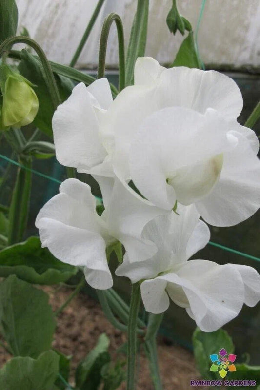 Mary Priestley Sweet Pea Seeds - 50+ Heirloom Flower Seeds for Garden Climbing Vines, Fragrant Blooms, Lathyrus odoratus, Non-GMO, USA
