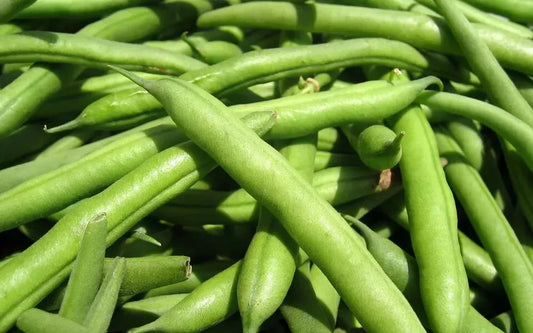 Green Bean Seeds - State Half Runner Variety - Non-GMO Phaseolus vulgaris - Pack of Fresh Seeds for Home Gardening