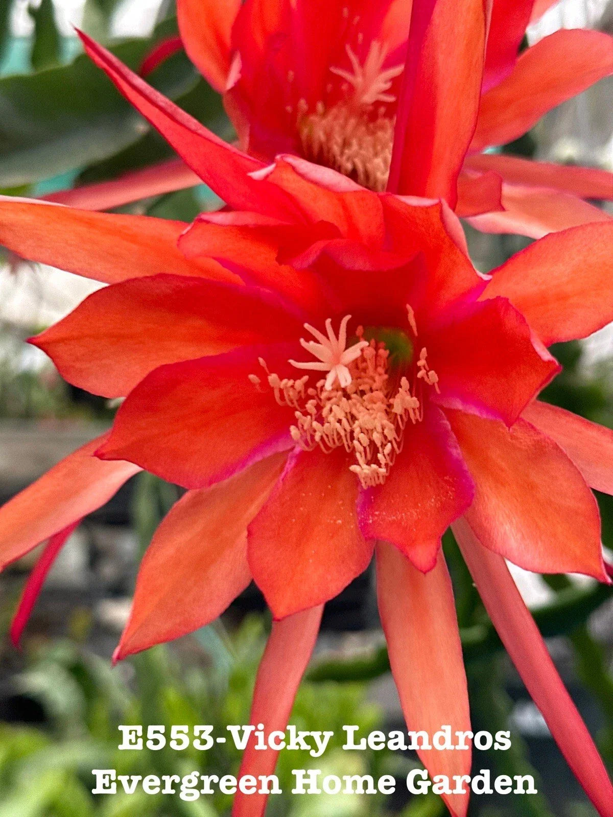 Epiphyllum Orchid Cactus Vicky Leandros 4” Rooted Houseplant | Indoor Tropical Cactus with Pink & White Blooms