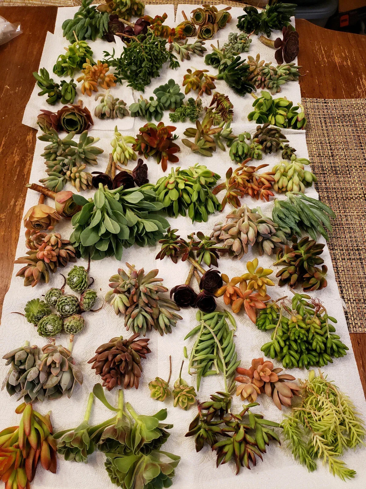 X-Large Succulent Cuttings Set – 25 Varieties, Easy to Propagate, Indoor & Outdoor Plants, Echeveria, Sedum, Cactus